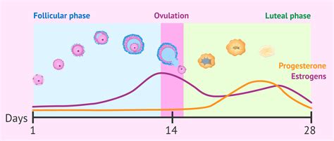 The luteal phase of the menstrual cycle